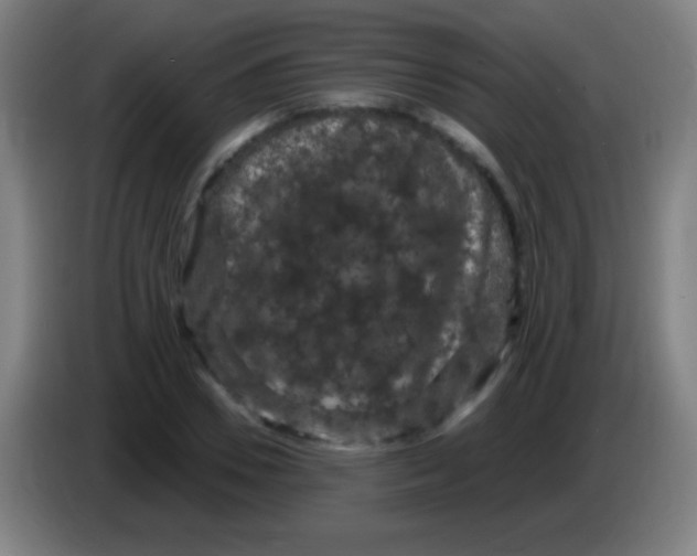 X0000085320930200703302041