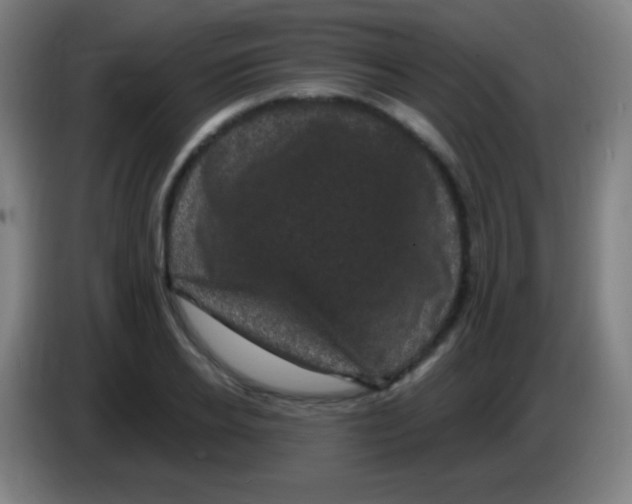 X0000085320934200703302041