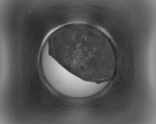 X0000085320936200703302041