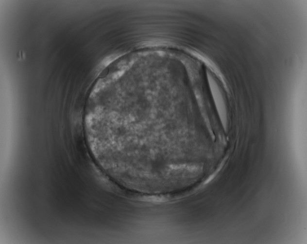 X0000085320937200703302041