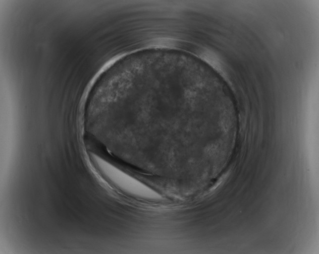 X0000085320939200703302041