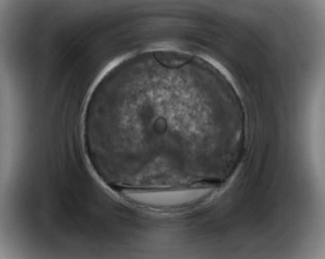 X0000085320949200703302041