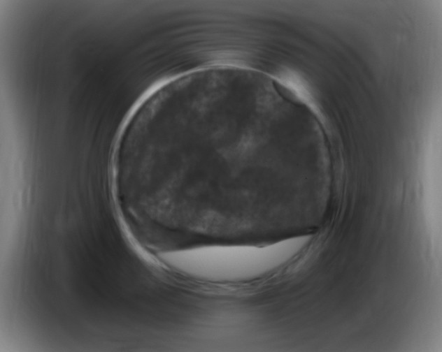 X0000085320955200703302042