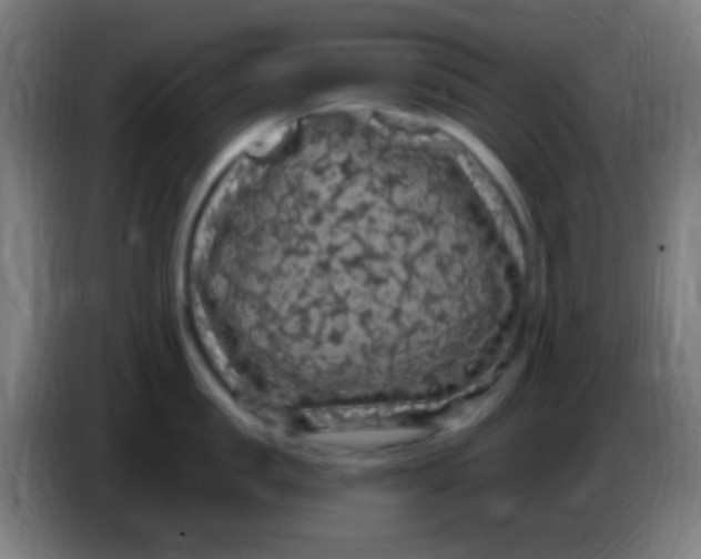 X0000085320957200703302042