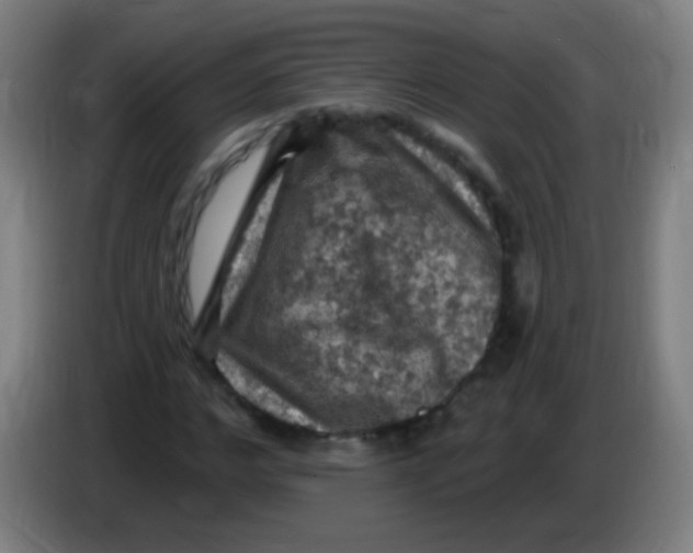 X0000085320968200703302041