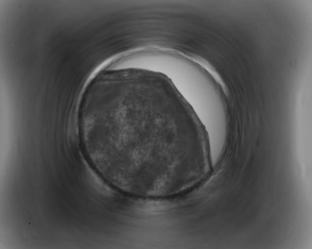 X0000085320972200703302041