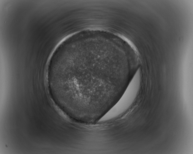 X0000085320976200703302041