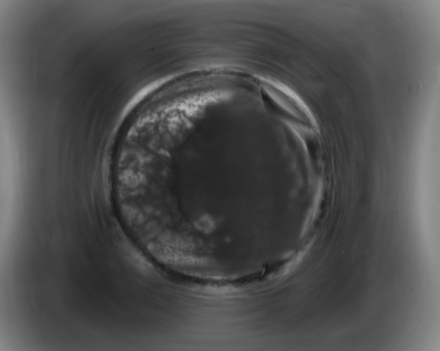 X0000085320983200703302041