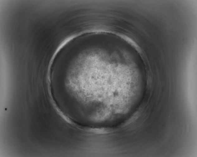 X0000085320990200703302040