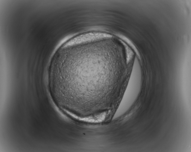 X0000085320999200703302040