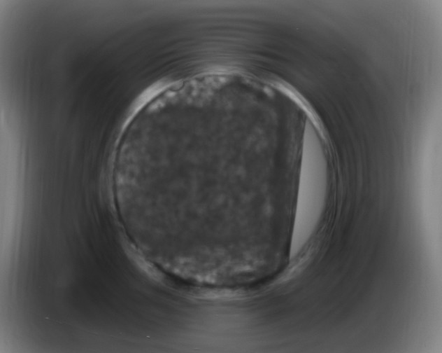 X0000085321002200703302040