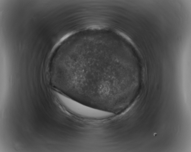 X0000085321018200703302040