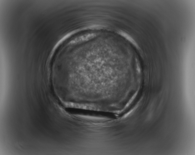 X0000085321021200703302040