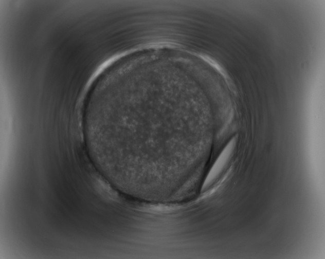 X0000085321022200703302040