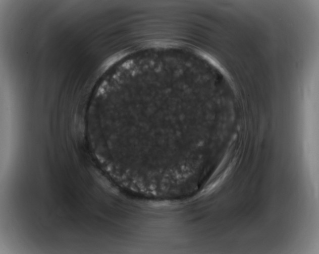 X0000085321025200703302040