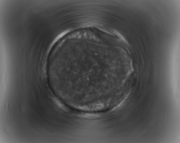 X0000085321026200703302040