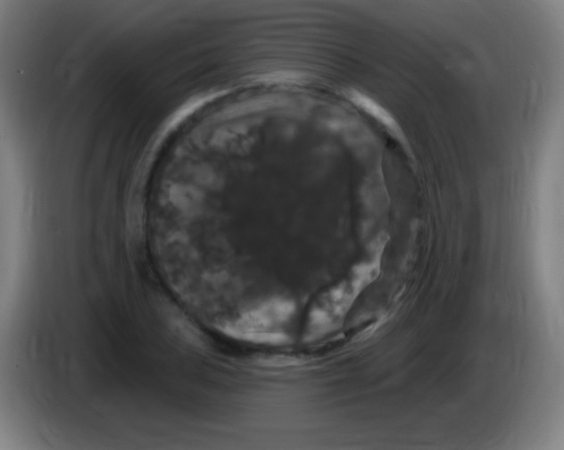 X0000085321027200703302040