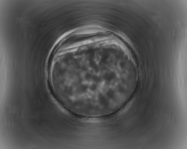 X0000085321028200703302040