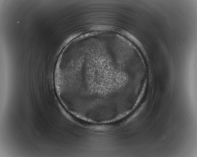 X0000085321041200703302040