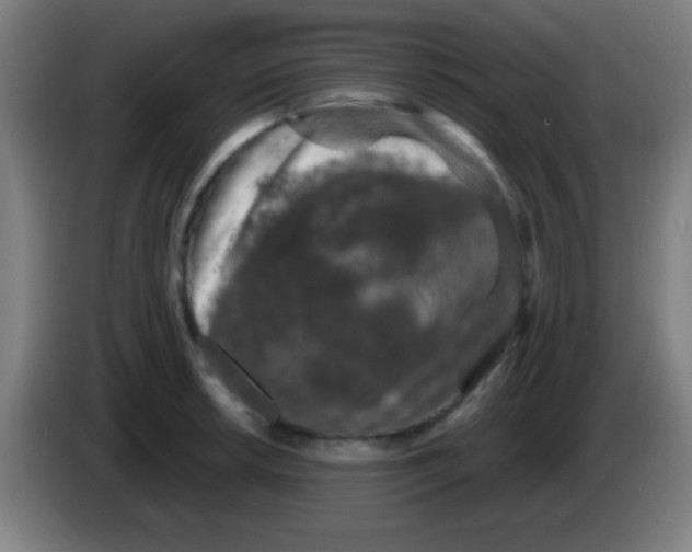 X0000085321042200703302040