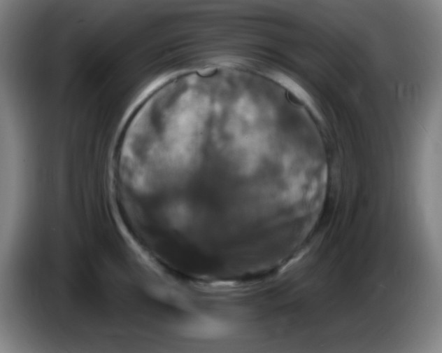 X0000085321047200703302040