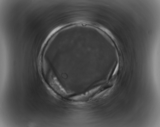 X0000085321048200703302040