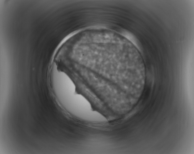 X0000085321052200703302040