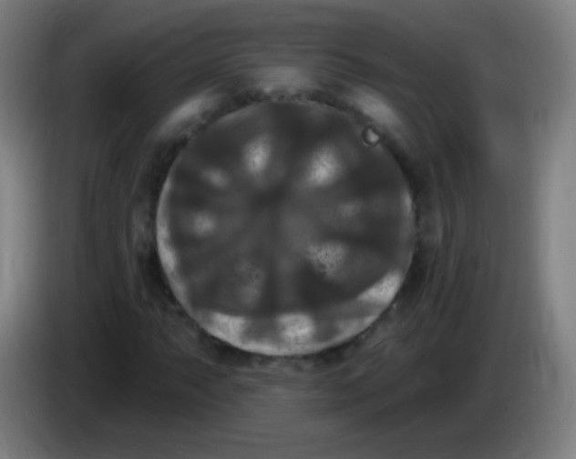 X0000085321063200703302039