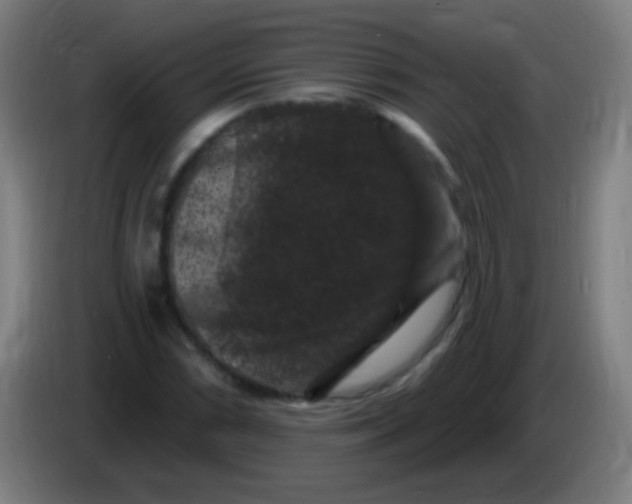 X0000085321066200703302039