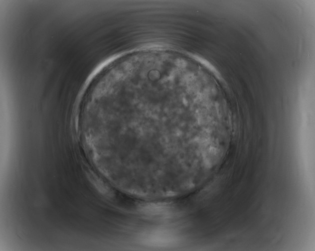 X0000085321078200703302039