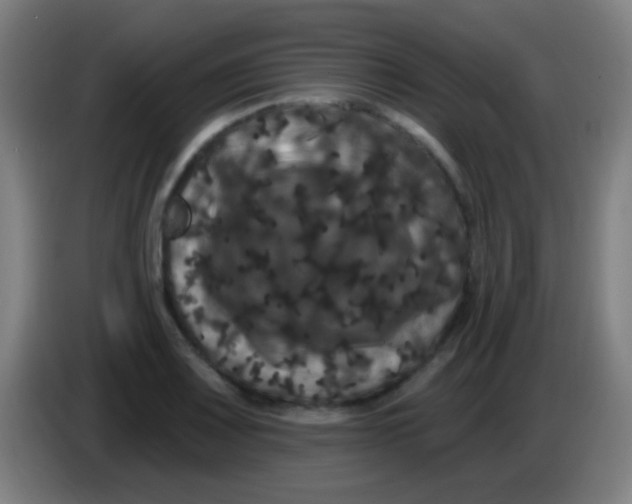 X0000085321083200703302039