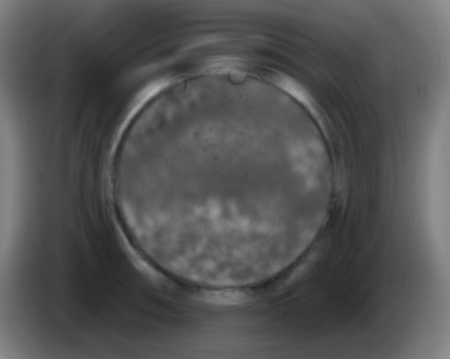 X0000085321090200703302039