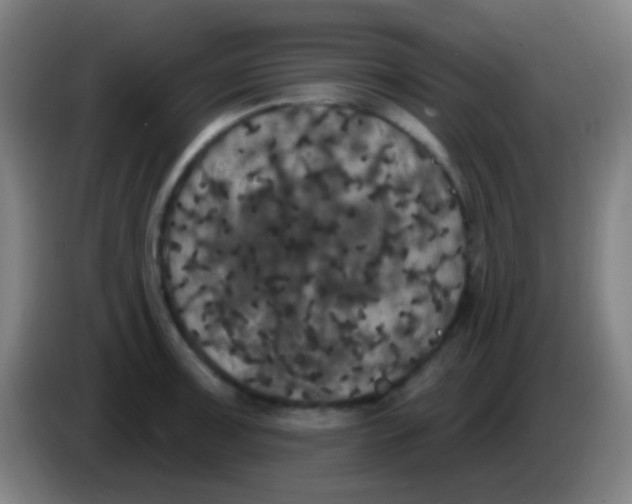 X0000085321091200703302039