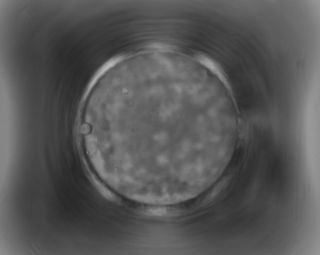 X0000085321098200703302039