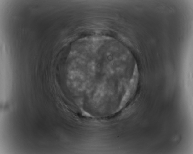 X0000085321105200703302038