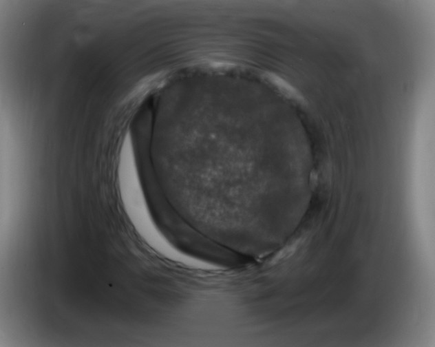 X0000085321110200703302038