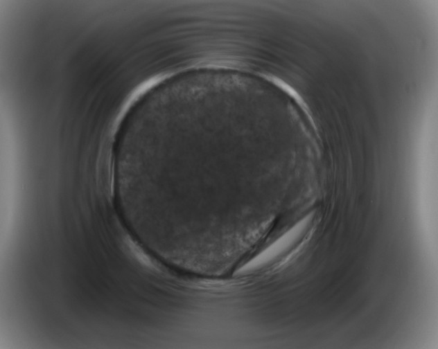 X0000085321123200703302038