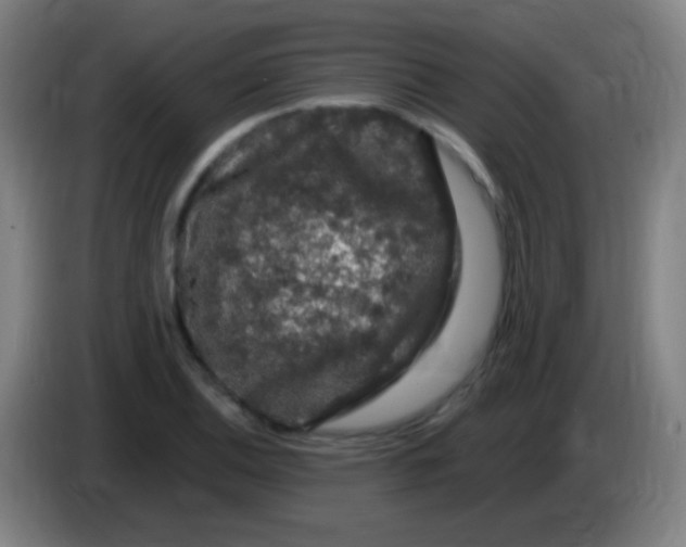 X0000085321124200703302038