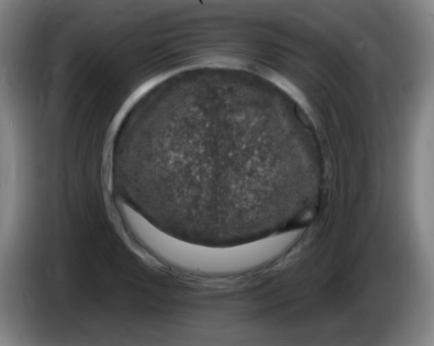 X0000085321128200703302038