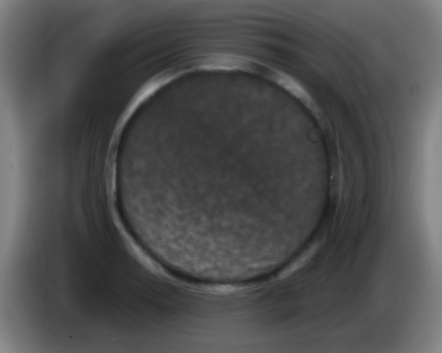 X0000085321130200703302038