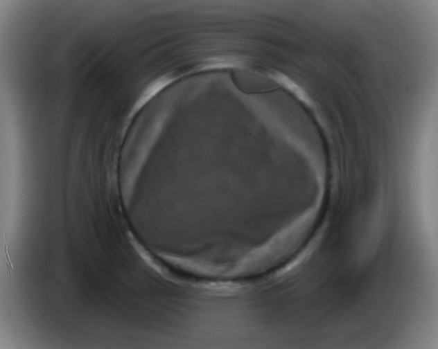 X0000085321137200703302039