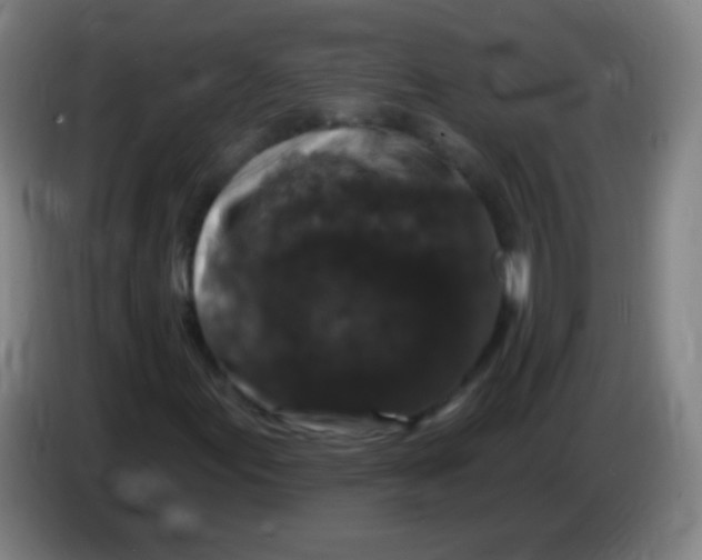 X0000085321155200703302038