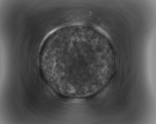 X0000085321166200703302038