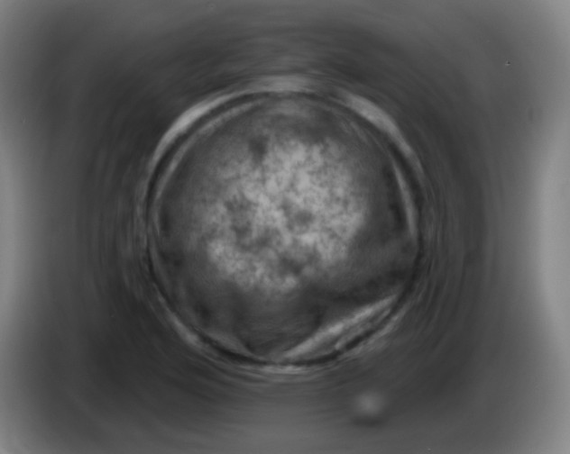 X0000085321176200703302038