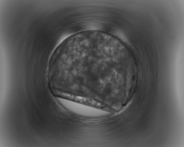 X0000085321178200703302038