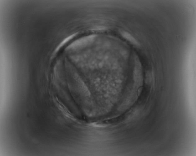 X0000085321208200703302037