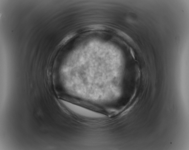 X0000085321225200703302037