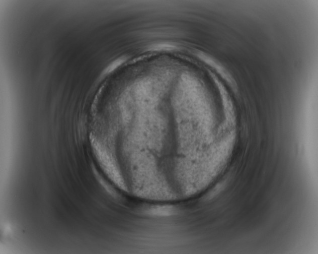 X0000085321233200703302037