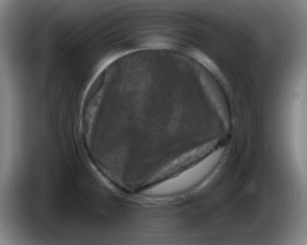 X0000085321236200703302037