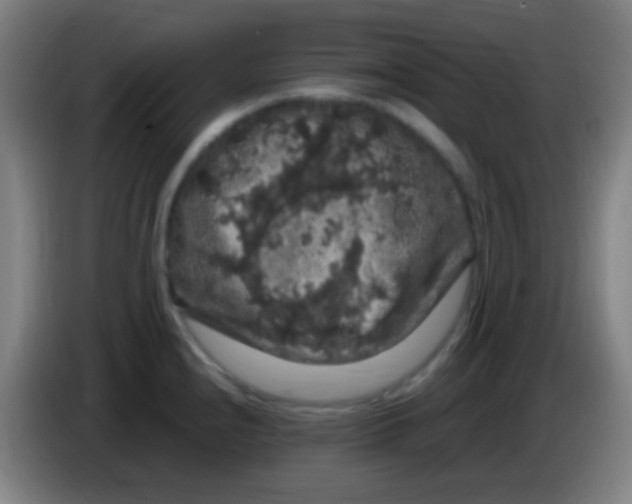 X0000085321240200703302037